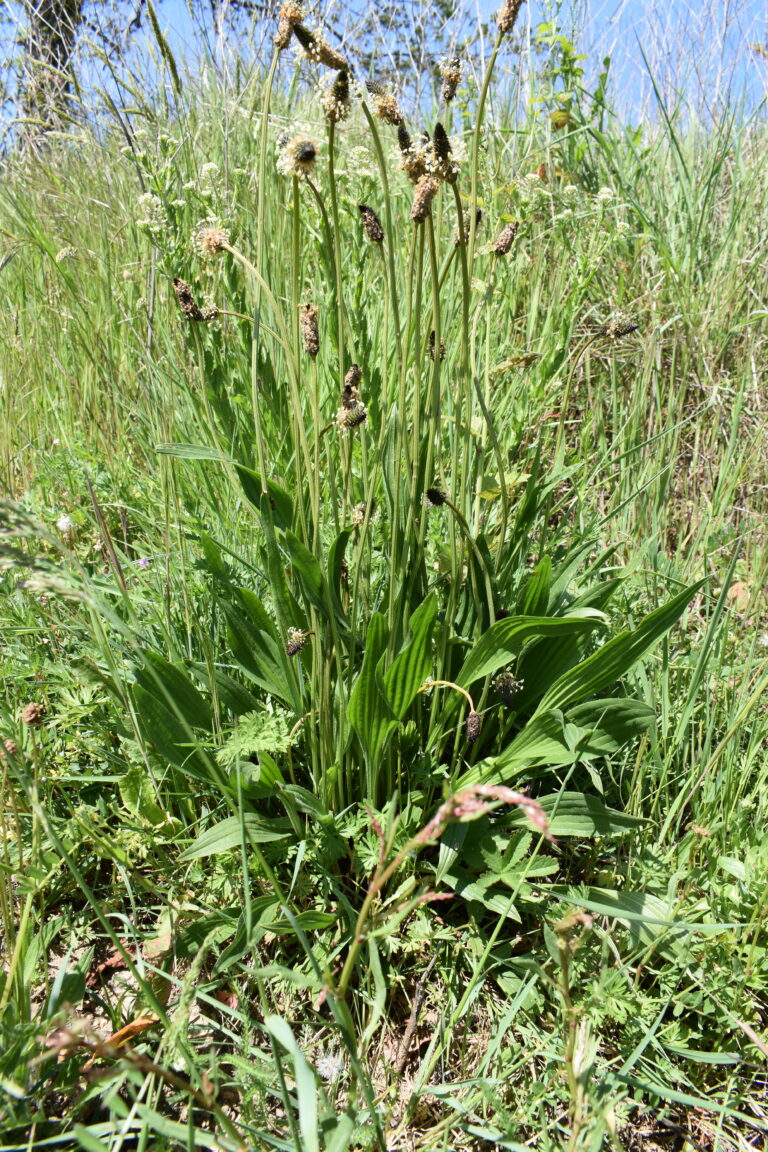 plantain a une graine Plantago monosperma